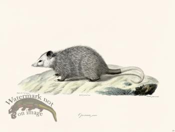 Cuvier 250 Young Opossum